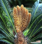 生命坚韧的证明——铁树开花的意义 铁树开花的神奇奇迹