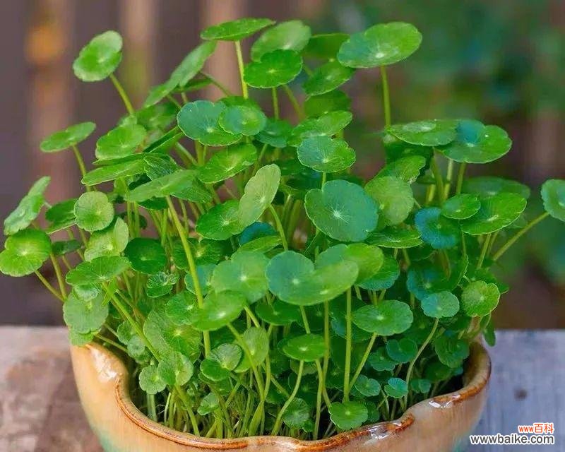 铜钱草 铜钱草的寓意与生长特性