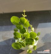 揭秘铜钱草的开花奥秘和花语寓意 铜钱草的花语及开花情况探究