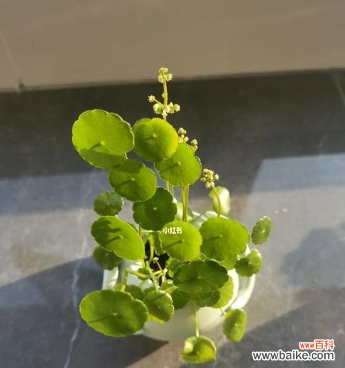 揭秘铜钱草的开花奥秘和花语寓意 铜钱草的花语及开花情况探究