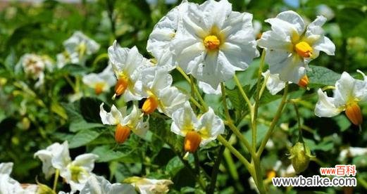 揭开土豆开花的神秘面纱 土豆开花的寓意及启示