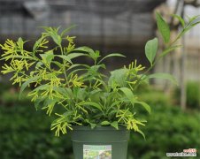 传承千年的晚香玉花语和神秘传说 晚香玉