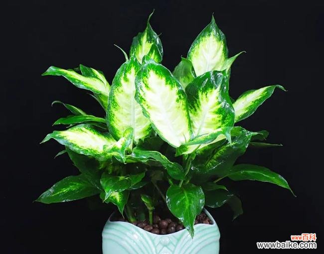 揭开万年青开花的神秘面纱 万年青开花的意义与价值