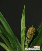 揭开万年青开花的奥秘 万年青开花的神秘暗示