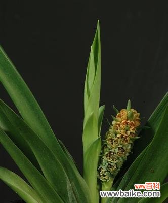 揭开万年青开花的奥秘 万年青开花的神秘暗示