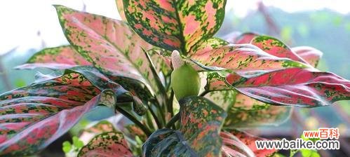 祥瑞之花 万年青开花,吉祥如意