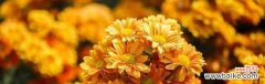 传说中的万寿菊 万寿菊的花语与寓意