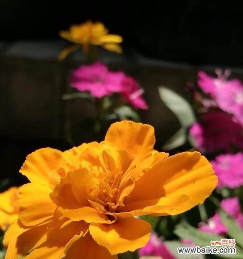 揭开万寿菊的神秘面纱 万寿菊花语与传说