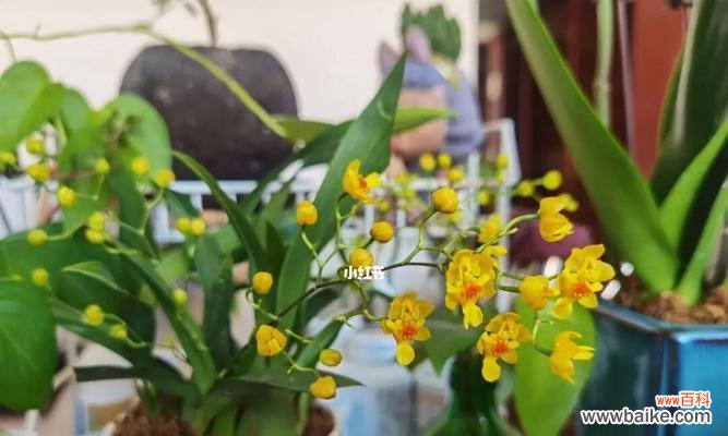 探寻文心兰的神秘花语和深远意义 以文心兰的花语及意义