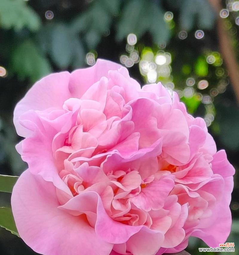 茶花的花语代表什么？