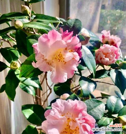 茶花的花语代表什么？