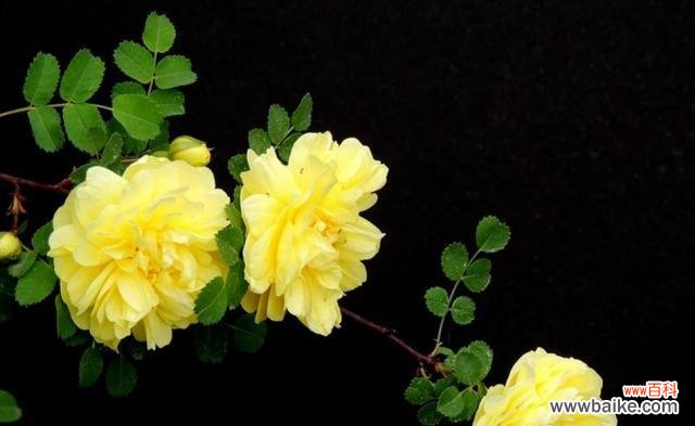 黄刺玫的花语有哪些含义？