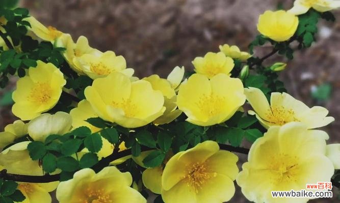 黄刺玫的花语有哪些含义？