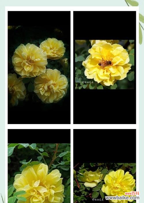 黄刺玫的花语有哪些含义？