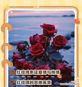 红玫瑰传递了怎样的情感？