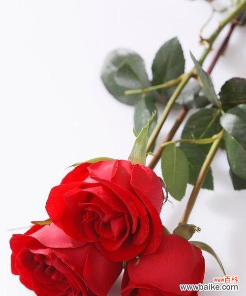 玫瑰花代表了怎样的情感?