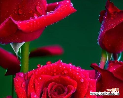 玫瑰花代表了怎样的情感?