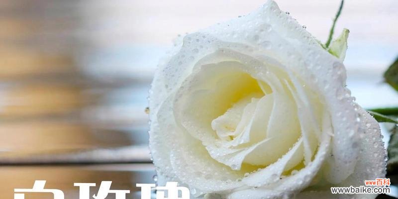 玫瑰花语代表了什么?