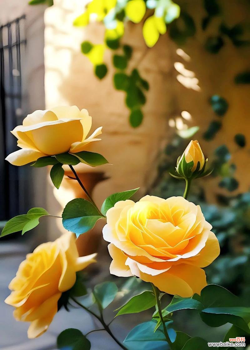 玫瑰花语代表了什么?