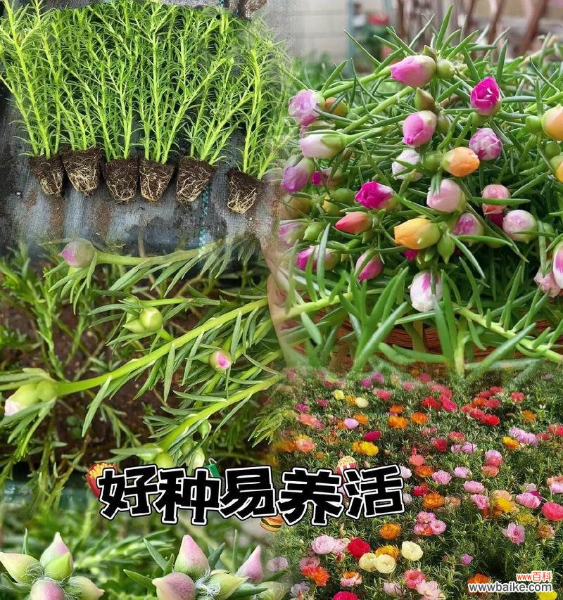 向日葵的花语代表什么？