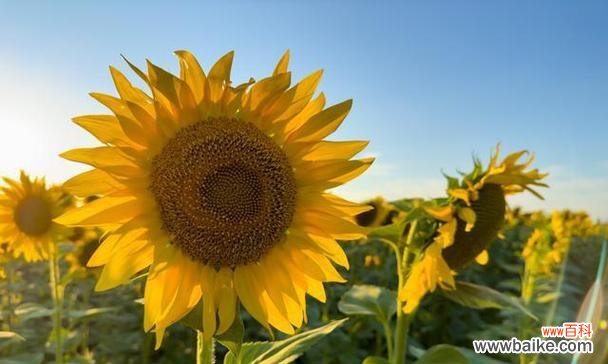 向日葵的花语代表什么？