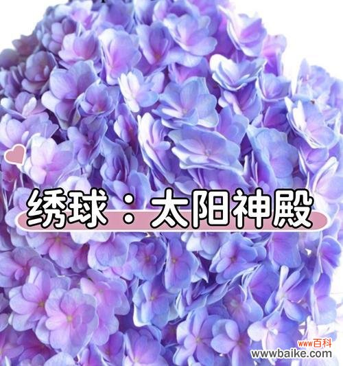 绣球花的寓意和花语是什么?它象征着什么?