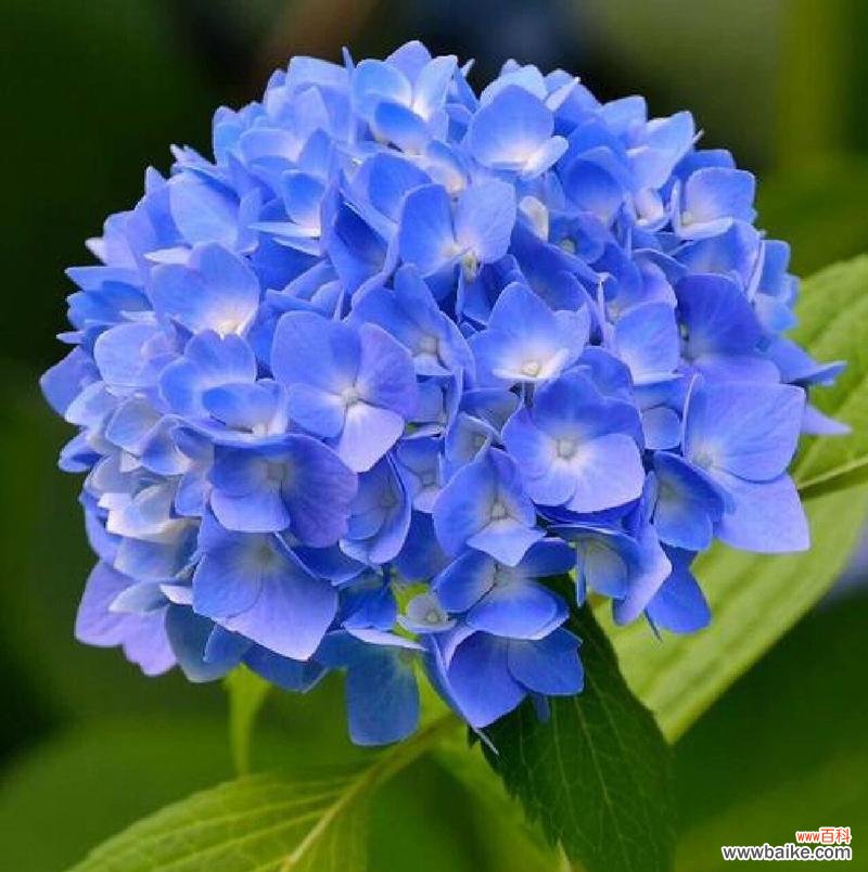 绣球花的寓意和花语是什么?它象征着什么?