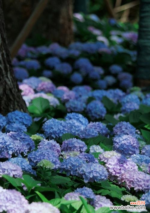 绣球花的寓意和花语是什么?它象征着什么?