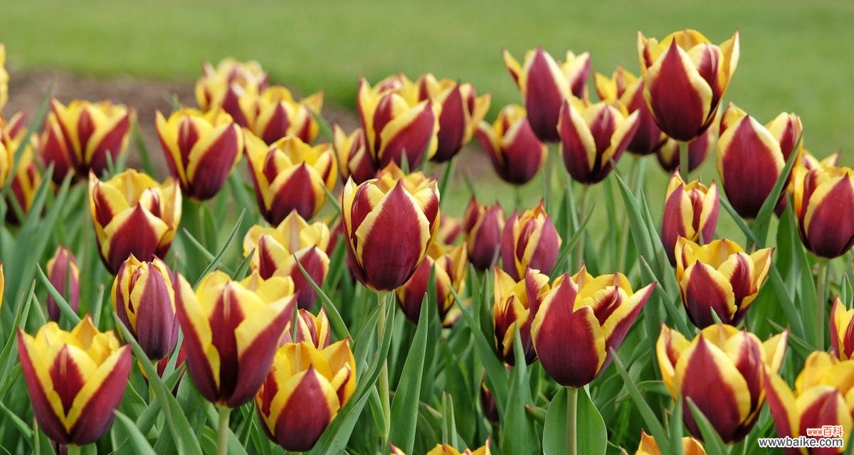 郁金香的花语和寓意是什么？