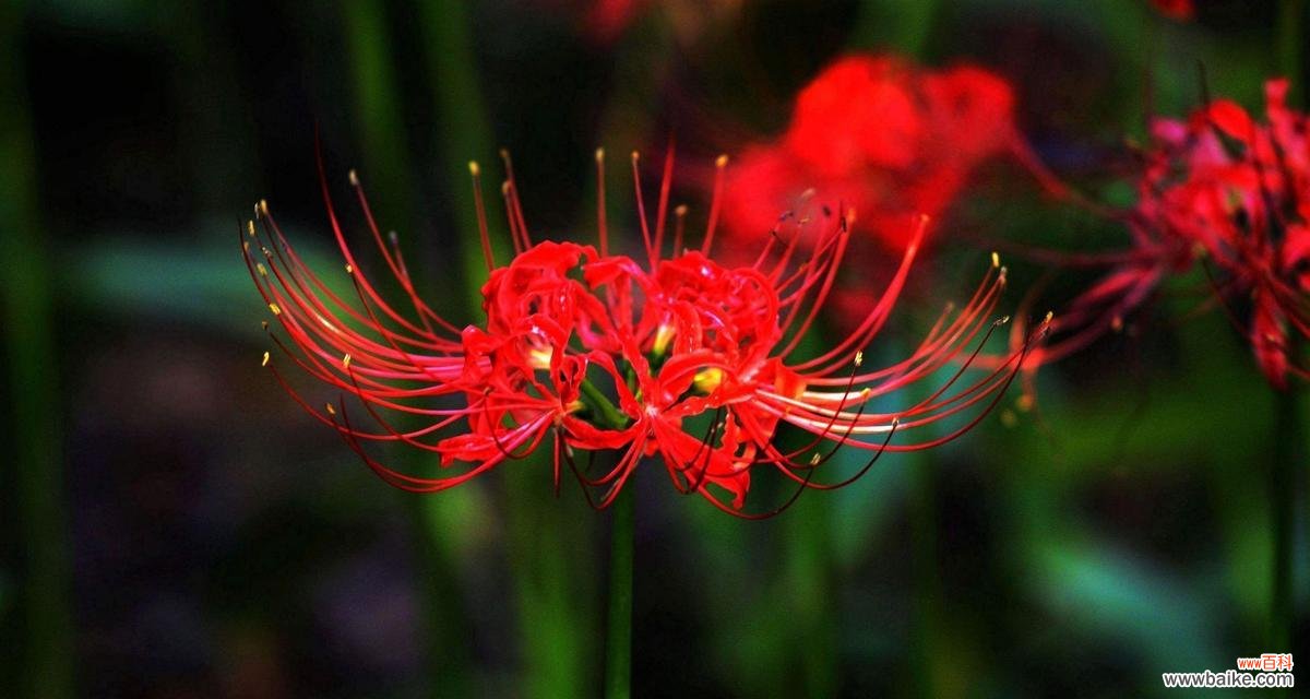 表达思念的花语有哪些?