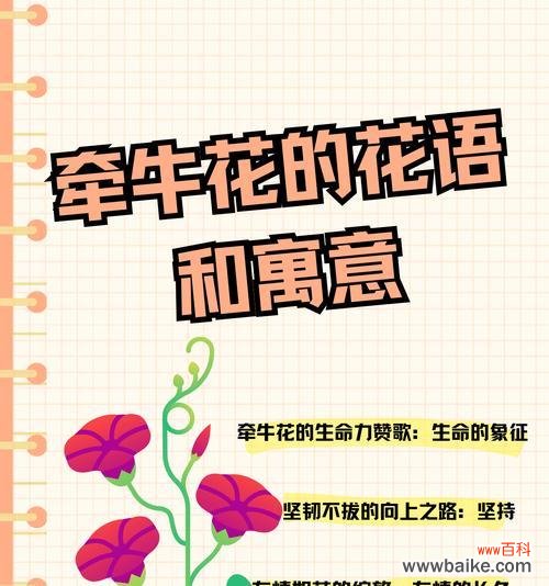 爱情的花语有哪些?