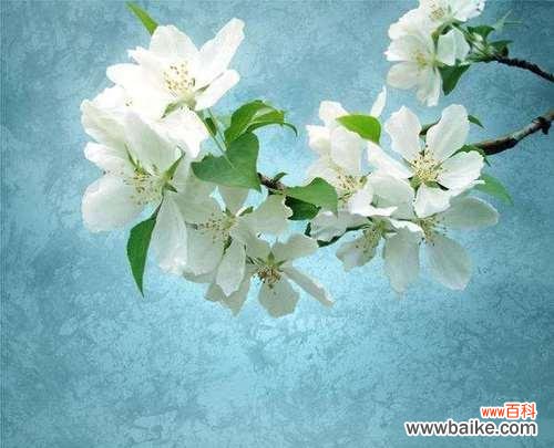 梨花象征着什么?