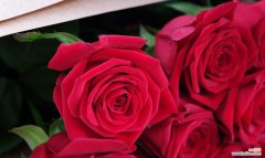 送玫瑰花代表什么？