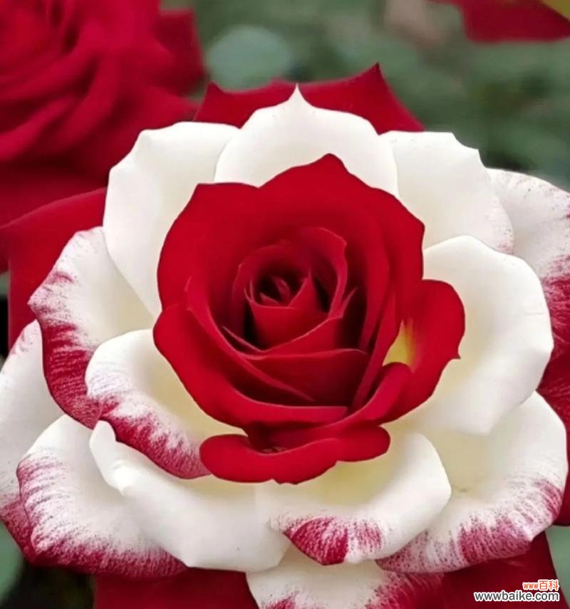 送玫瑰花代表什么?