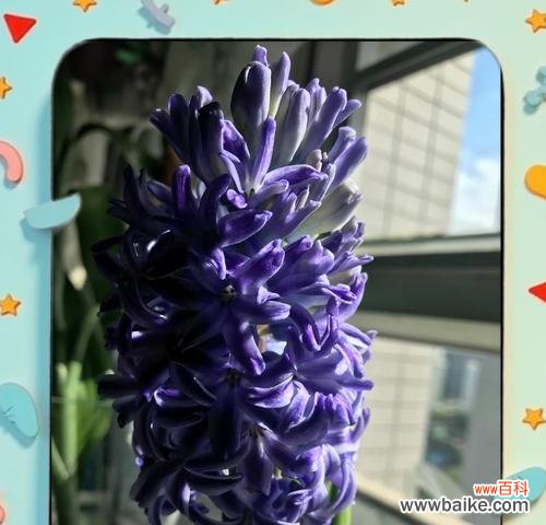 风信子的花语代表什么?