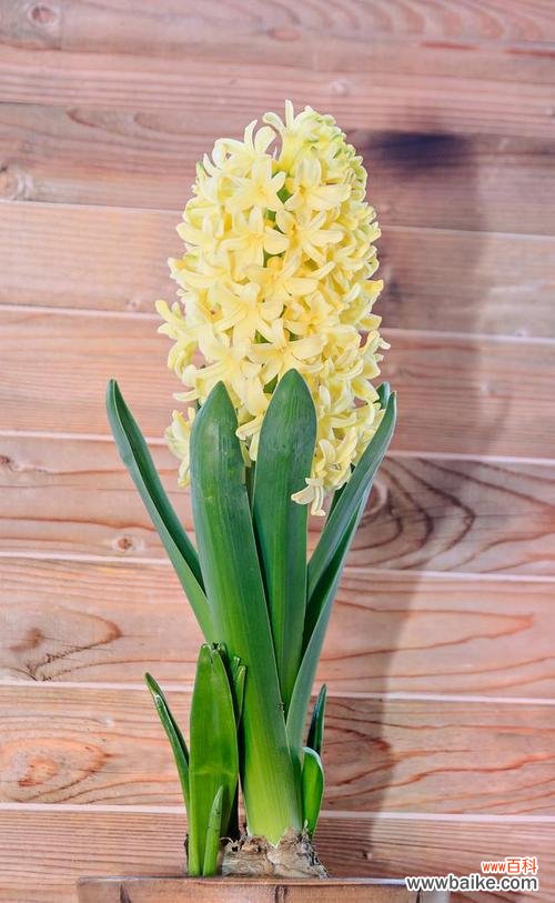 风信子的花语代表什么?