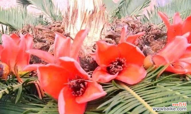 探寻铁树花所传达的深刻内涵 铁树花语,开启心灵的芬芳之旅