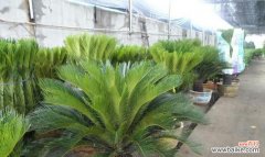 探寻铁树花所传达的深刻内涵 铁树花语，开启心灵的芬芳之旅