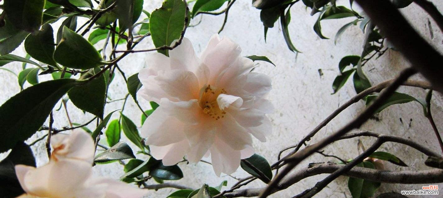 探寻荼蘼花的隐秘密码，解读其象征意义 荼蘼花语与象征的深意