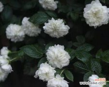 探寻荼蘼花的隐秘密码，解读其象征意义 荼蘼花语与象征的深意