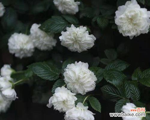 探寻荼蘼花的隐秘密码，解读其象征意义 荼蘼花语与象征的深意