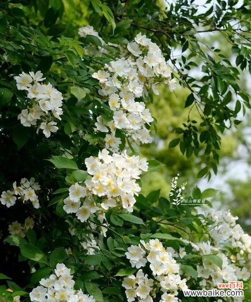 探寻荼蘼花的隐秘密码，解读其象征意义 荼蘼花语与象征的深意