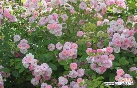 探寻荼糜花的隐藏花语,解读其深刻意义 荼糜花的花语与意义