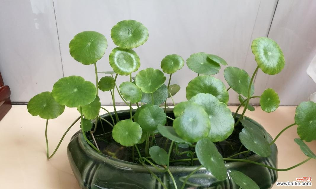 探索铜钱草的象征意义,了解其深刻寓意 以铜钱草的寓意为主题的文章