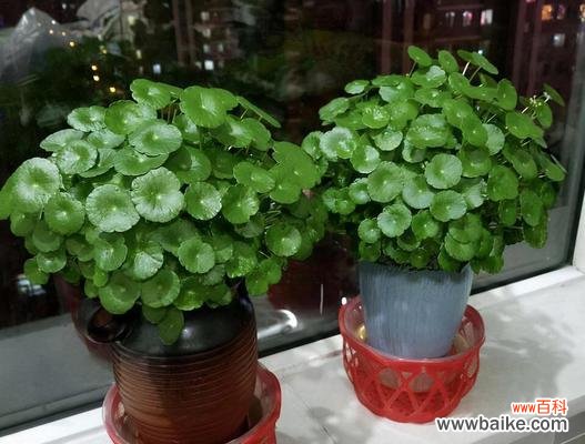 探索铜钱草的象征意义,了解其深刻寓意 以铜钱草的寓意为主题的文章