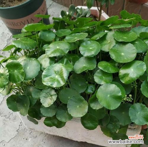 探索铜钱草的象征意义,了解其深刻寓意 以铜钱草的寓意为主题的文章