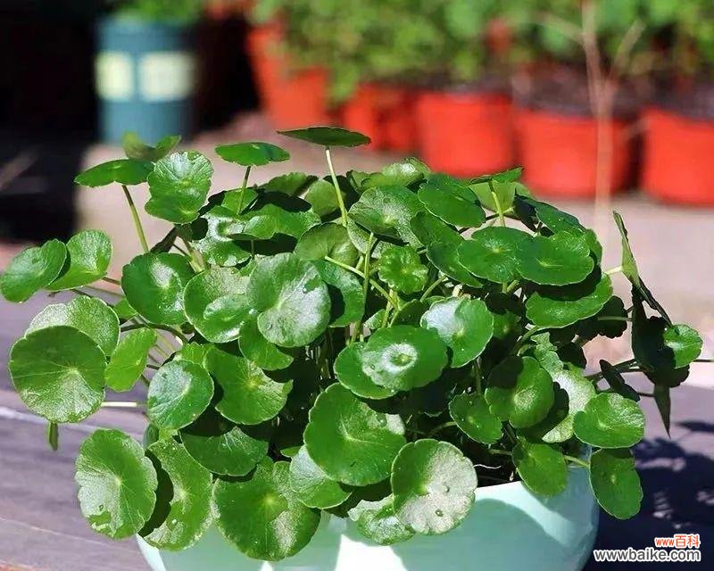 探寻铜钱草的好运之道 铜钱草的寓意与花语