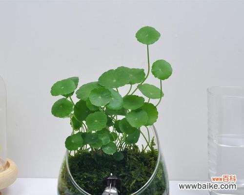 探寻铜钱草的好运之道 铜钱草的寓意与花语