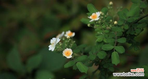 荼蘼花的传说和花语解析，寄托爱情与希望的象征 传说中的荼蘼花