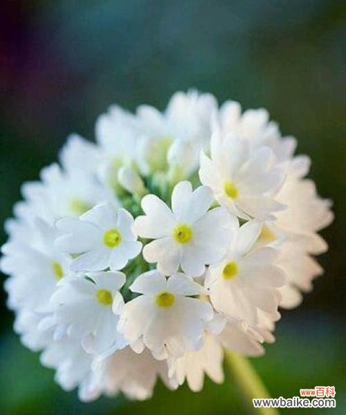 荼蘼花的传说和花语解析，寄托爱情与希望的象征 传说中的荼蘼花